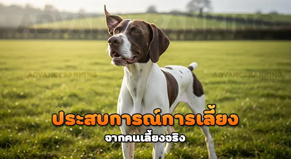 การเลี้ยง บูร์โกส พอยน์เตอร์