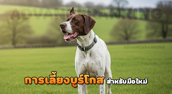 การเลี้ยง บูร์โกส พอยน์เตอร์