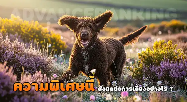 ความพิเศษ ไอริช วอเตอร์