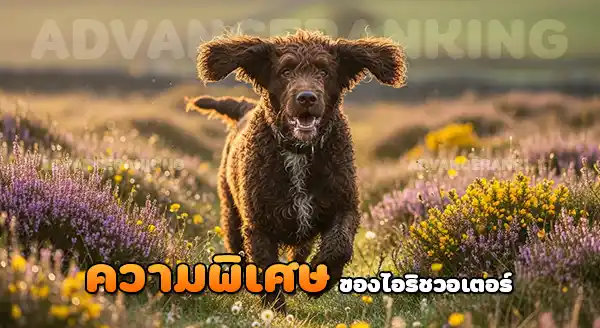 ความพิเศษ ไอริช วอเตอร์