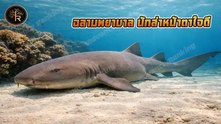 ฉลามพยาบาล นักล่าหน้าตาใจดี