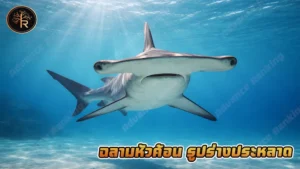 ฉลามหัวค้อน รูปร่างประหลาด
