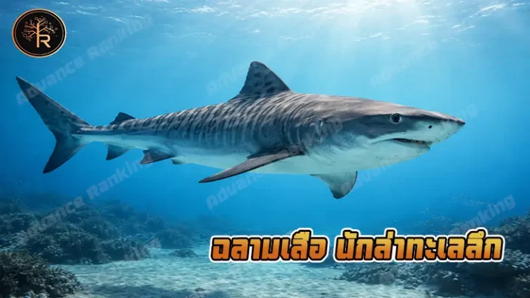 ฉลามเสือ นักล่าทะเลลึก