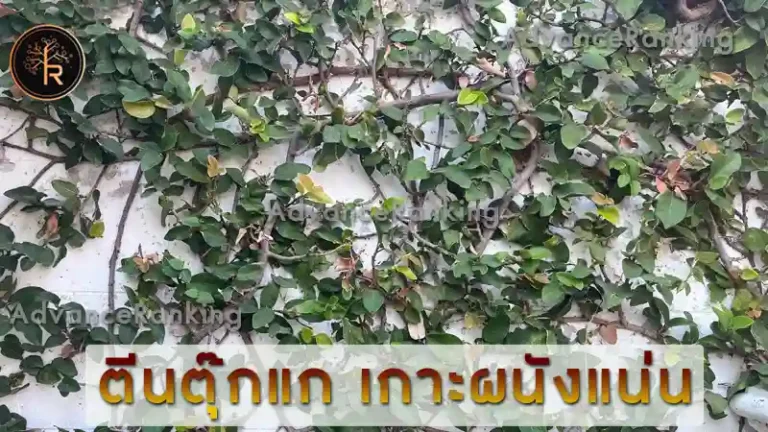 ตีนตุ๊กแก เกาะผนังแน่น