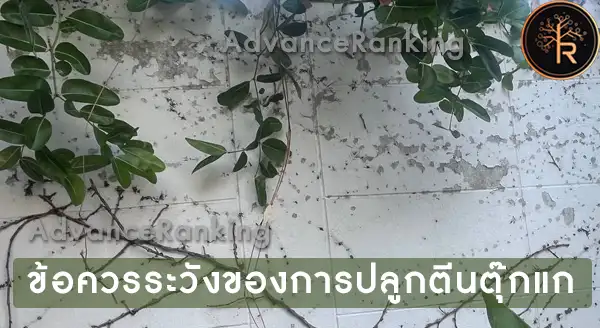 ตีนตุ๊กแก เกาะผนังแน่น