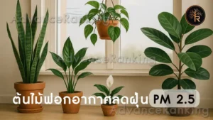 ต้นไม้ฟอกอากาศลดฝุ่น PM 2.5