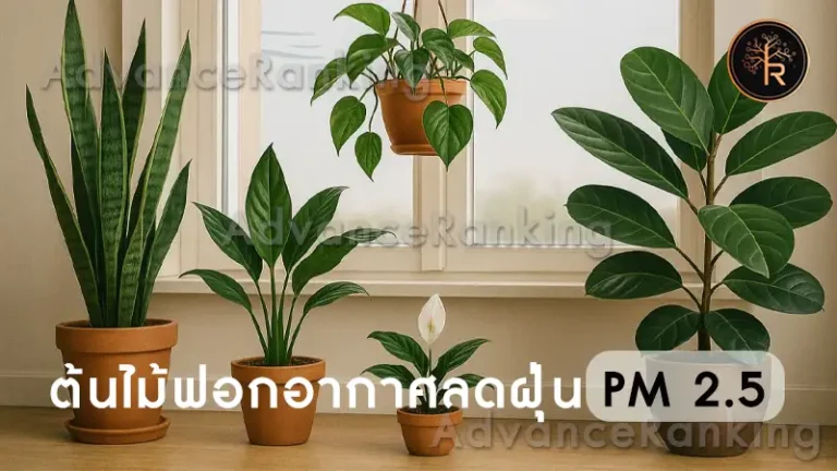 ต้นไม้ฟอกอากาศลดฝุ่น PM 2.5