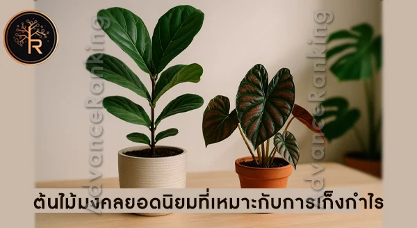 ต้นไม้มงคล ขายเก็งกำไร