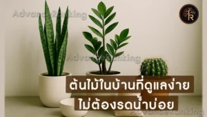 ต้นไม้ในบ้านที่ดูแลง่าย ไม่ต้องรดน้ำบ่อย