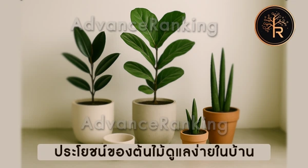 ต้นไม้ในบ้านที่ดูแลง่าย ไม่ต้องรดน้ำบ่อย