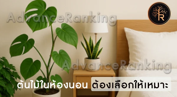 ต้นไม้ในห้องนอน ดีต่อสุขภาพจริงไหม