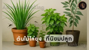 ต้นไม้ไล่ยุง ที่นิยมปลูก