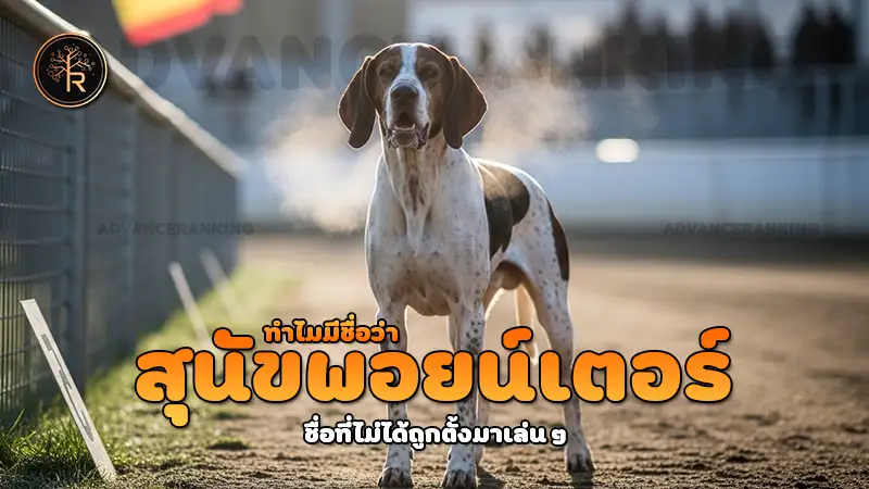 ทำไมมีชื่อว่า สุนัขพอยน์เตอร์