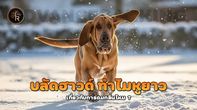 บลัดฮาวด์ ทำไมหูยาว