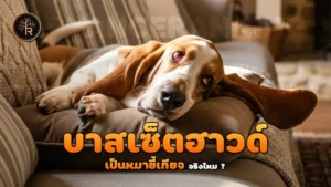 บาสเซ็ตฮาวด์ เป็นหมาขี้เกียจ
