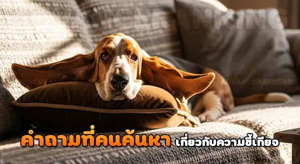 บาสเซ็ตฮาวด์ เป็นหมาขี้เกียจ