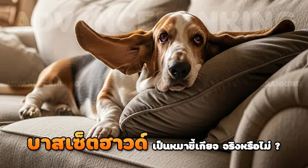 บาสเซ็ตฮาวด์ เป็นหมาขี้เกียจ