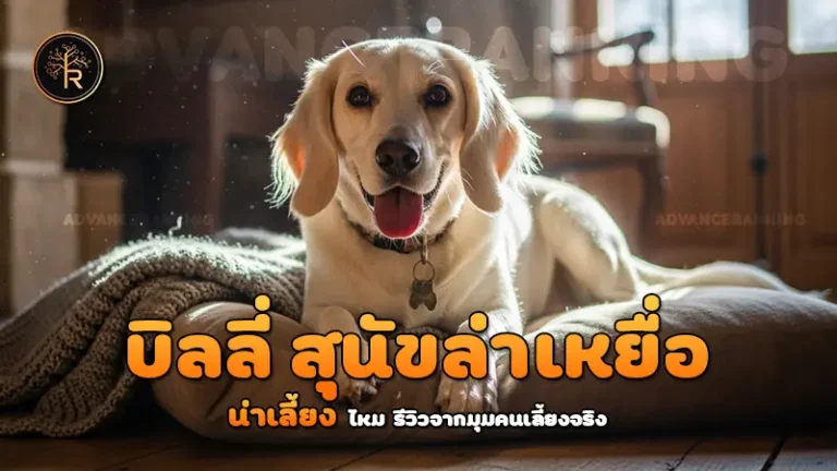 บิลลี่ สุนัขล่าเหยื่อ น่าเลี้ยง