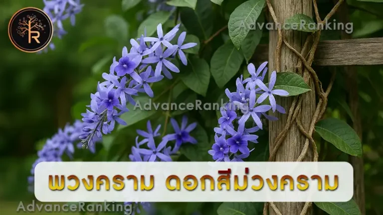 พวงคราม ดอกสีม่วงคราม