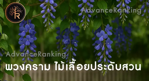 พวงคราม ดอกสีม่วงคราม