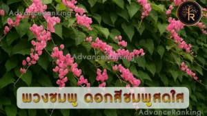 พวงชมพู ดอกสีชมพูสดใส