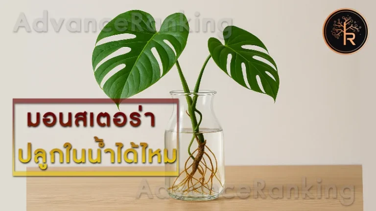 มอนสเตอร่า ปลูกในน้ำได้ไหม