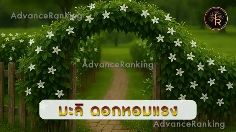 มะลิ ดอกหอมแรง