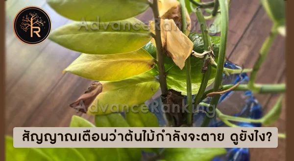 สัญญาณที่บอกว่า ต้นไม้กำลังจะตาย