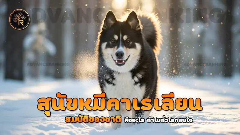 สุนัขหมีคาเรเลียน สมบัติของชาติ