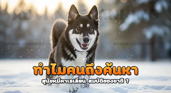 สุนัขหมีคาเรเลียน สมบัติของชาติ