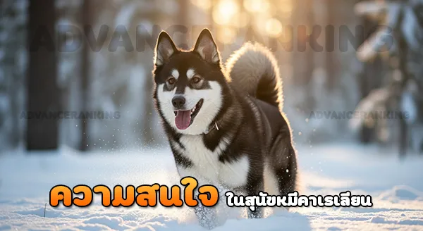 สุนัขหมีคาเรเลียน สมบัติของชาติ