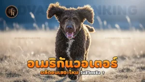 อเมริกันวอเตอร์ ผลัดขนเยอะไหม