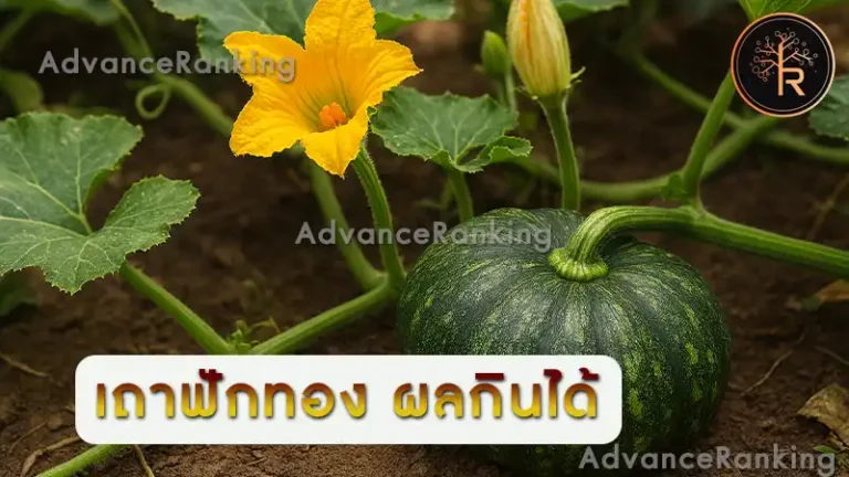 เถาฟักทอง ผลกินได้