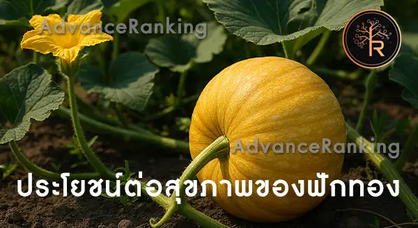 เถาฟักทอง ผลกินได้