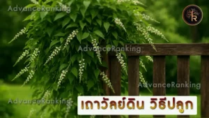 เถาวัลย์ดิน วิธีปลูก