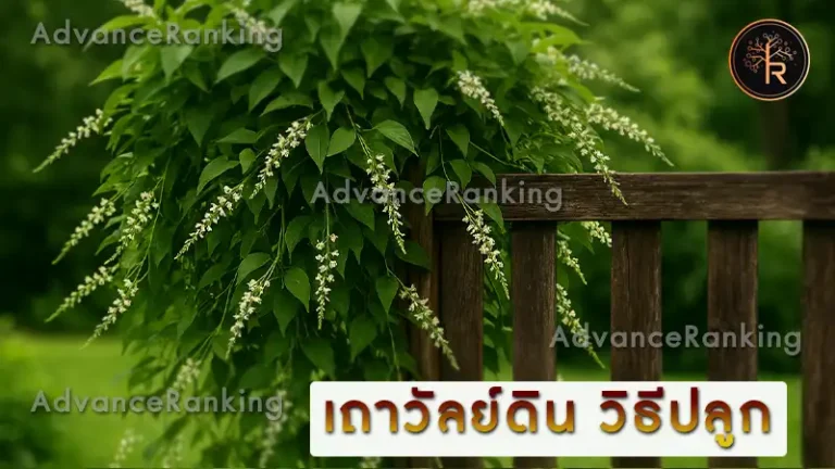 เถาวัลย์ดิน วิธีปลูก