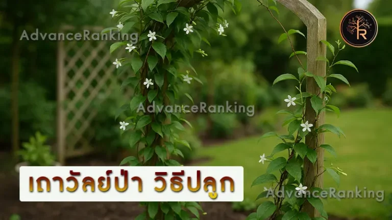 เถาวัลย์ป่า วิธีปลูก