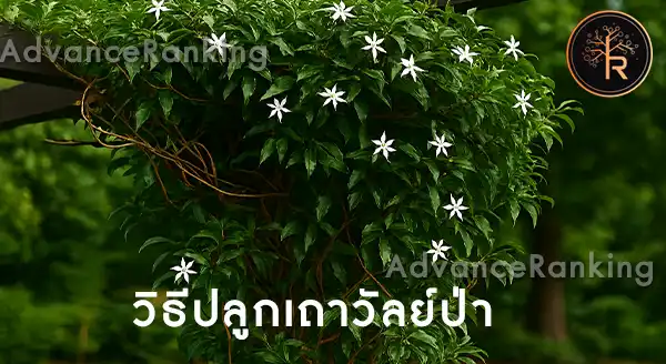 เถาวัลย์ป่า วิธีปลูก