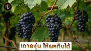 เถาองุ่น ให้ผลกินได้