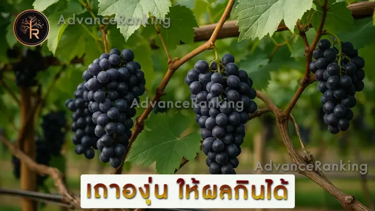 เถาองุ่น ให้ผลกินได้