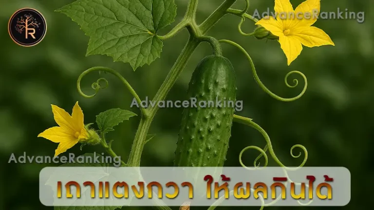 เถาแตงกวา ให้ผลกินได้