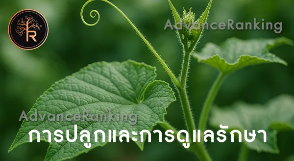 เถาแตงกวา ให้ผลกินได้