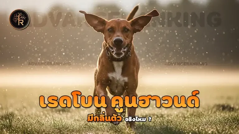 เรดโบน คูนฮาวนด์ มีกลิ่นตัว