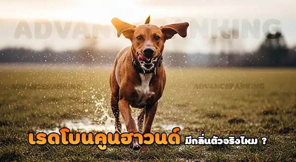 เรดโบน คูนฮาวนด์ มีกลิ่นตัว