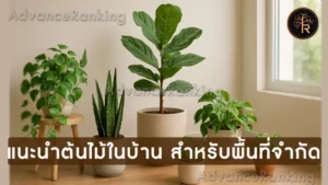 แนะนำต้นไม้ในบ้าน สำหรับพื้นที่จำกัด