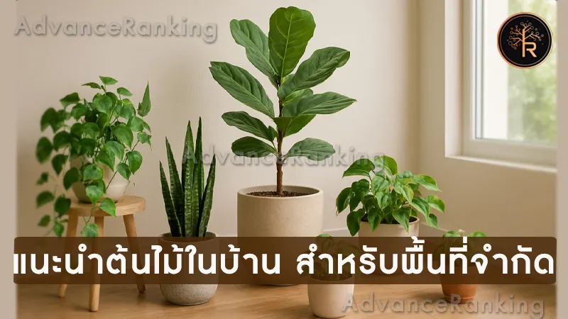 แนะนำต้นไม้ในบ้าน สำหรับพื้นที่จำกัด