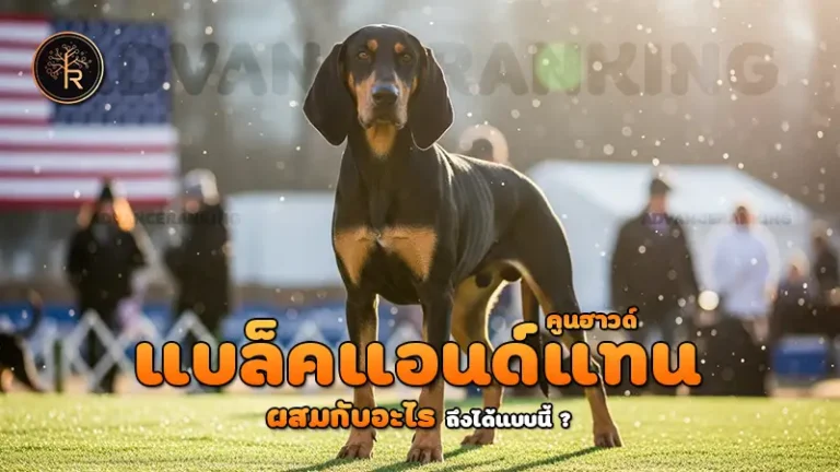 แบล็คแอนด์แทนคูนฮาวด์ ผสมกับอะไร