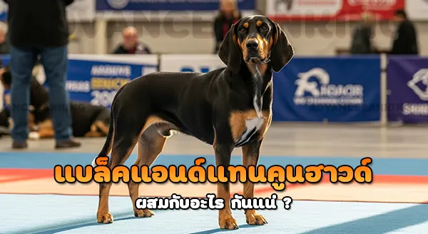 แบล็คแอนด์แทนคูนฮาวด์ ผสมกับอะไร