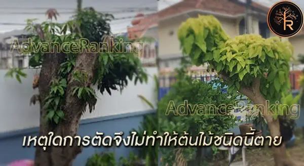 ต้นไม้ที่ตัดไม่ตาย เพราะอะไร