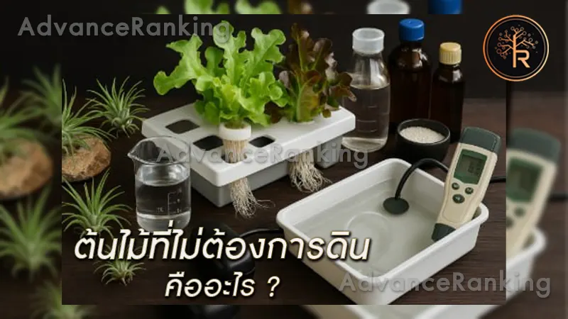 Soilless Plants ต้นไม้ที่ไม่ต้องการดิน คืออะไร ?